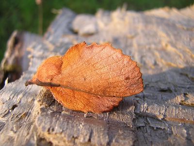 <i>Gastropacha quercifolia</i>