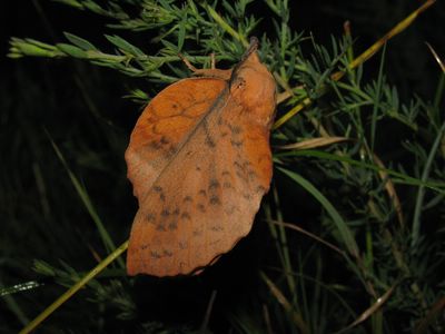 <i>Gastropacha populifolia</i>