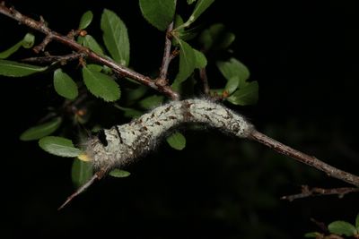 <i>Gastropacha quercifolia</i>