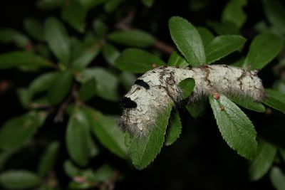<i>Gastropacha quercifolia</i>