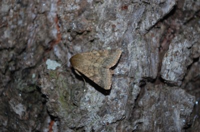 <i>Helicoverpa armigera</i>
