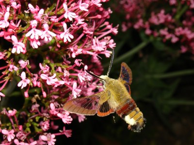 <i>Hemaris fuciformis</i>