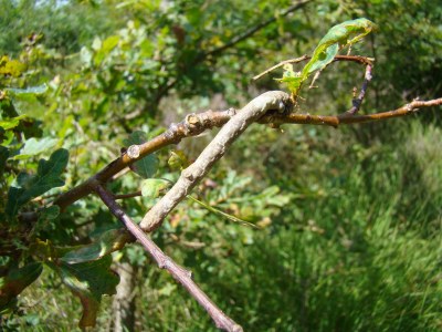 Hypomecis punctinalis