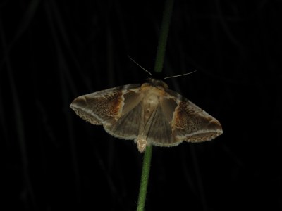 <i>Habrosyne pyritoides</i>