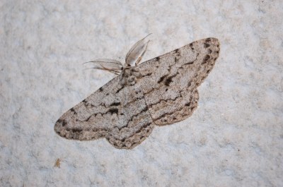 <i>Hypomecis roboraria</i>
