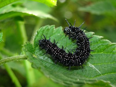 <i>Aglais io</i>