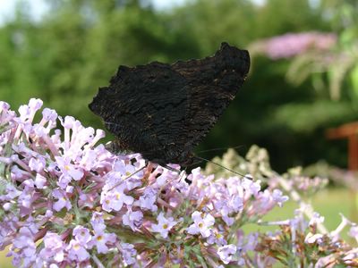 <i>Aglais io</i>