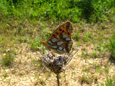 <i>Issoria lathonia</i>