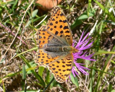 <i>Issoria lathonia</i>