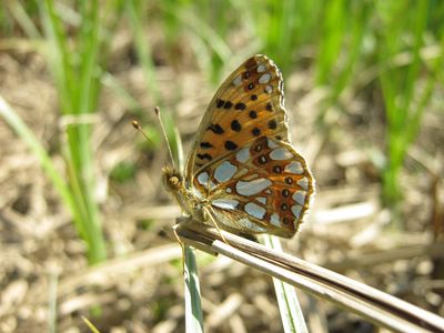 <i>Issoria lathonia</i>