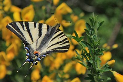 <i>Iphiclides podalirius</i>