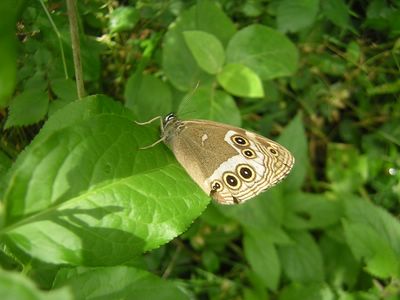 <i>Lopinga achine</i>