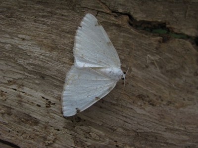 <i>Lomographa bimaculata</i>
