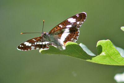 <i>Limenitis camilla</i>