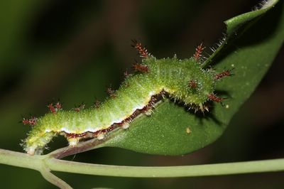 <i>Limenitis camilla</i>