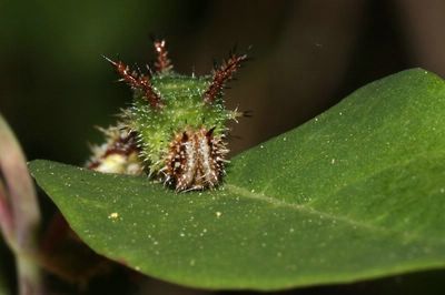 <i>Limenitis camilla</i>