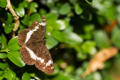 <i>Limenitis camilla</i>
