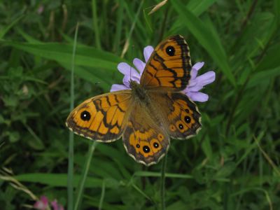 <i>Lasiommata megera</i>