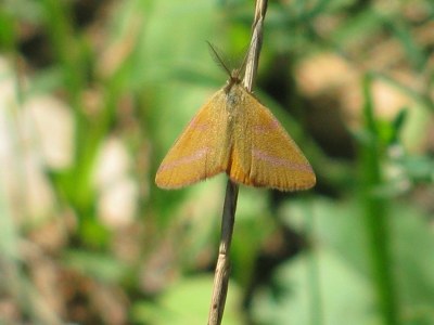 <i>Lythria purpuraria</i>