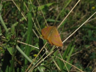 <i>Lythria purpuraria</i>