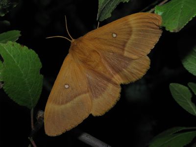 <i>Lasiocampa quercus</i>