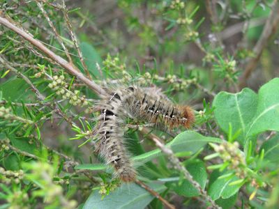 <i>Lasiocampa quercus</i>