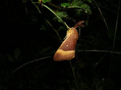 <i>Lasiocampa quercus</i>