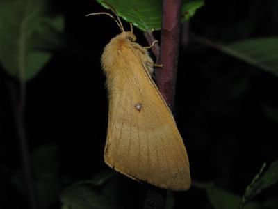 <i>Lasiocampa quercus</i>