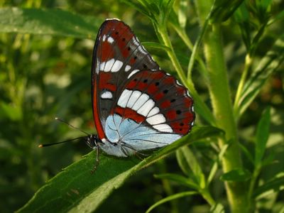 <i>Limenitis reducta</i>
