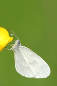 <i>Leptidea sinapis</i>
