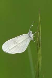 <i>Leptidea sinapis</i>