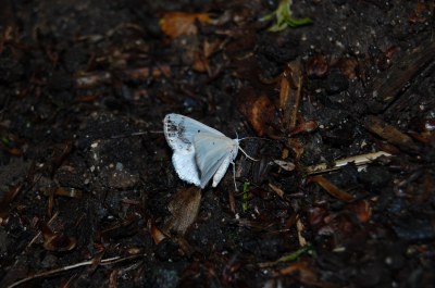 <i>Lomographa temerata</i>
