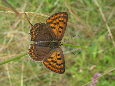 <i>Lycaena tityrus</i>