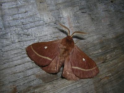 <i>Lasiocampa trifolii</i>