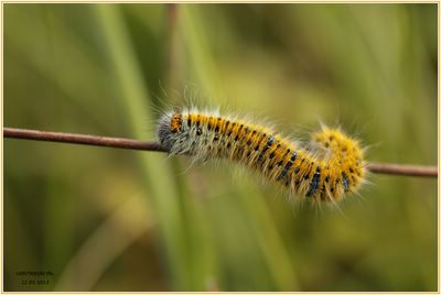<i>Lasiocampa trifolii</i>