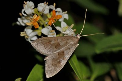 <i>Mecyna asinalis</i>