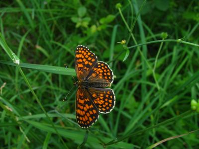 <i>Melitaea athalia</i>