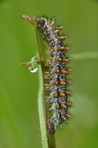 <i>Melitaea athalia</i>