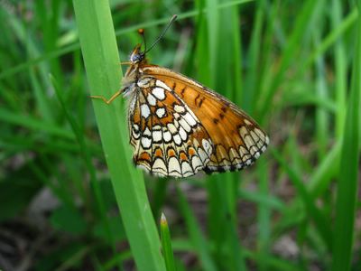 <i>Melitaea athalia</i>