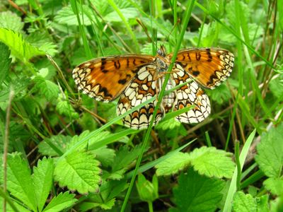 <i>Melitaea athalia</i>