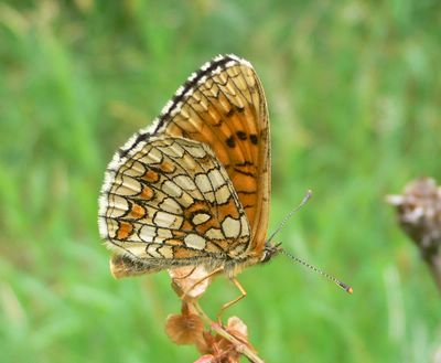 <i>Melitaea athalia</i>