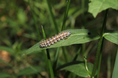<i>Melitaea athalia</i>