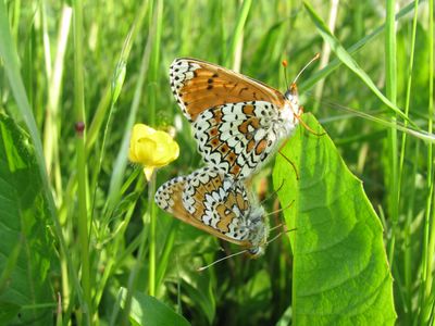 <i>Melitaea cinxia</i>