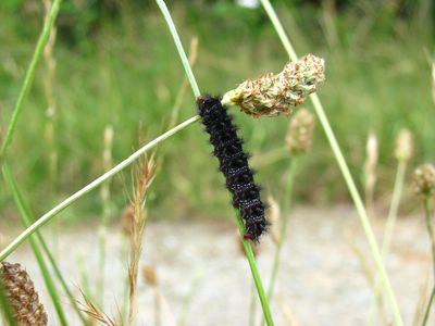 <i>Melitaea cinxia</i>
