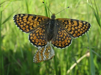 <i>Melitaea cinxia</i>