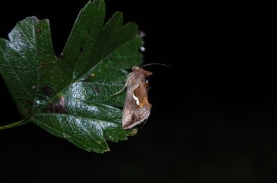 <i>Macdunnoughia confusa</i>