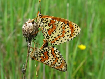 <i>Melitaea didyma</i>