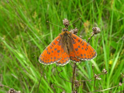 <i>Melitaea didyma</i>