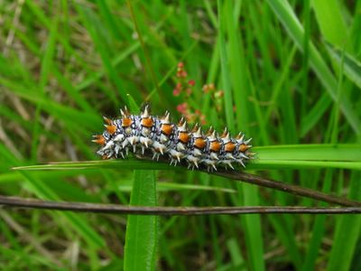 <i>Melitaea didyma</i>