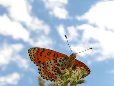 <i>Melitaea didyma</i>